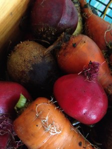 Six kinds of beets, three kinds of carrots...I feel rich.