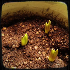 Bulbs in pot